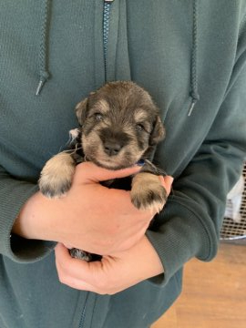 ミニチュアシュナウザー【埼玉県・男の子・2019年12月20日・ソルト&ペッパー】の写真「まん丸コロコロです✨」