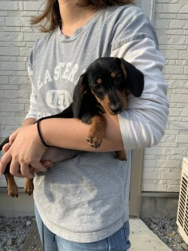 ミニチュアダックスフンド(スムース)【埼玉県・女の子・2019年7月28日・ブラック&タン】の写真「お母さんはとっても美人です」