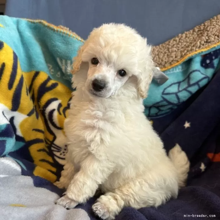 けんさく 様のお迎えした子犬