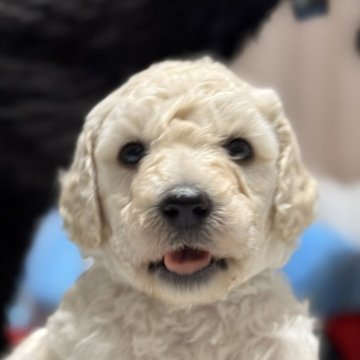 スタンダードプードル【栃木県・男の子・2025年10月23日・ホワイト】の写真「純白の貴公子！温厚で優しい男の子」