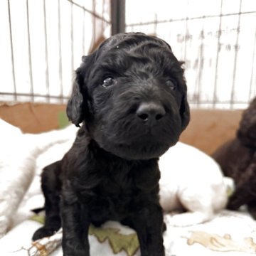 スタンダードプードル【栃木県・男の子・2025年10月23日・ブラック】の写真「🎶お顔の美しさが自慢です凛々しいブラック男の子」