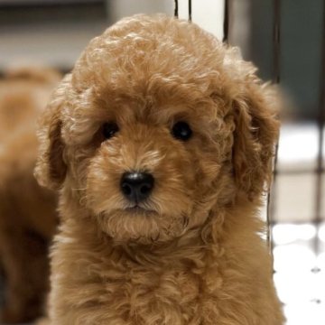 ミディアムプードル【栃木県・男の子・2025年9月15日・オレンジフォーン】の写真「🎶ムチムチボディの美しい男の子🎶」