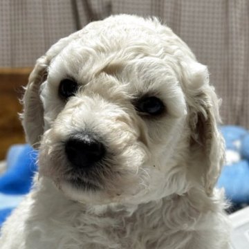 スタンダードプードル【栃木県・男の子・2025年10月23日・ホワイト】の写真「純白の貴公子！温厚で優しい男の子」