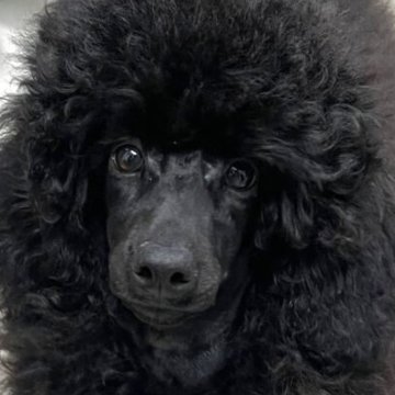 ミディアムプードル【栃木県・女の子・2025年7月28日・ブラック】の写真「漆黒の美少女❗️」