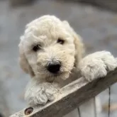 スタンダードプードル