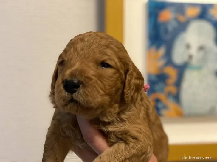 ID:2005-00209の子犬