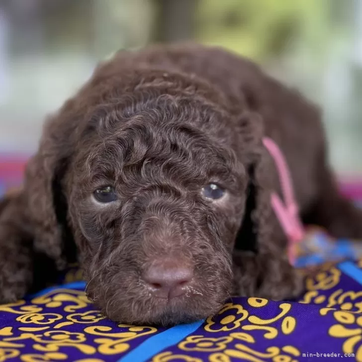ID：2408-03889の子犬