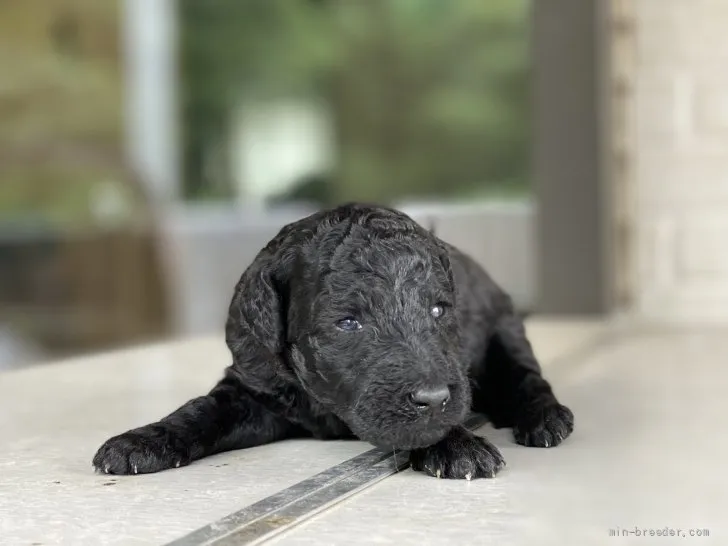 ID:2107-01808の子犬