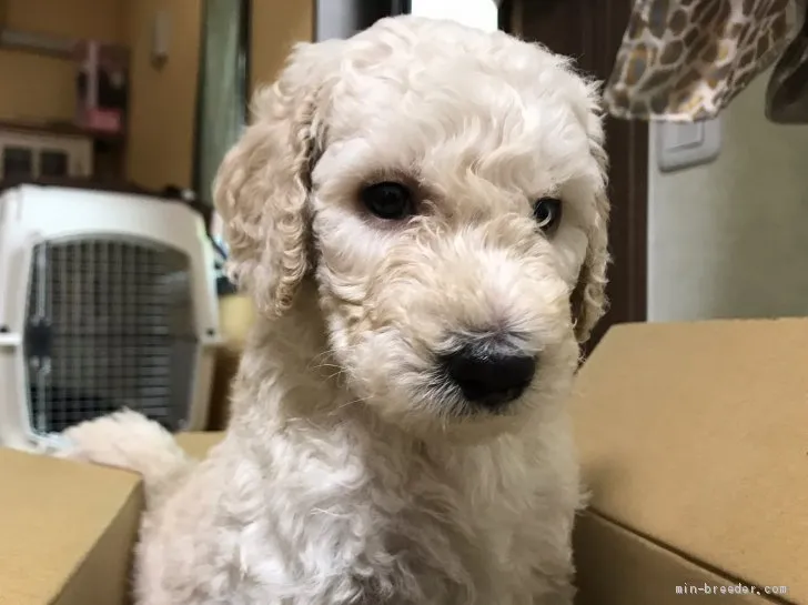 ID:1906-02530の子犬
