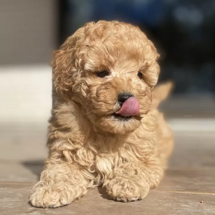 ID：2312-02207の子犬