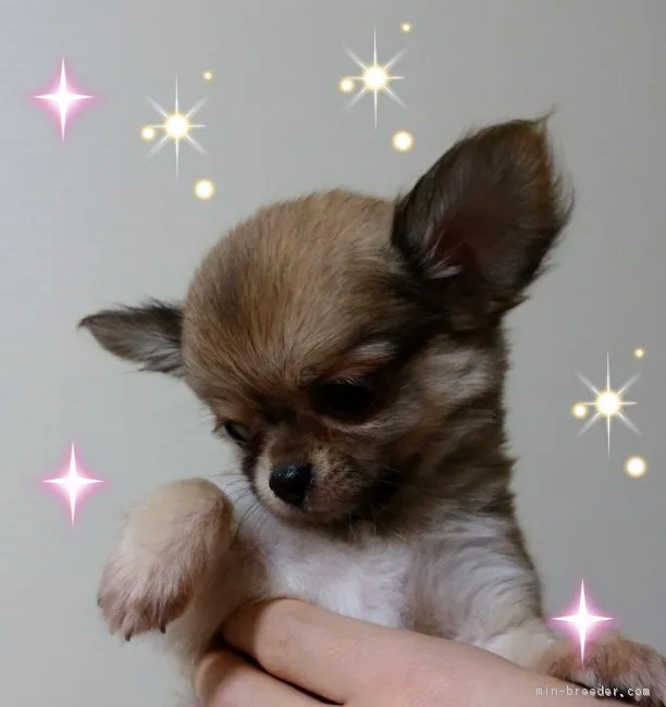 ID：1707-01440の子犬