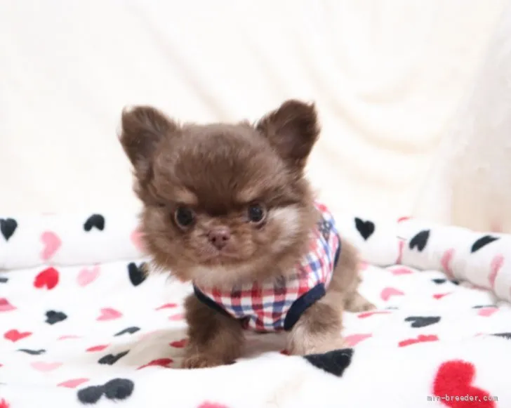 ID：2203-02449の子犬