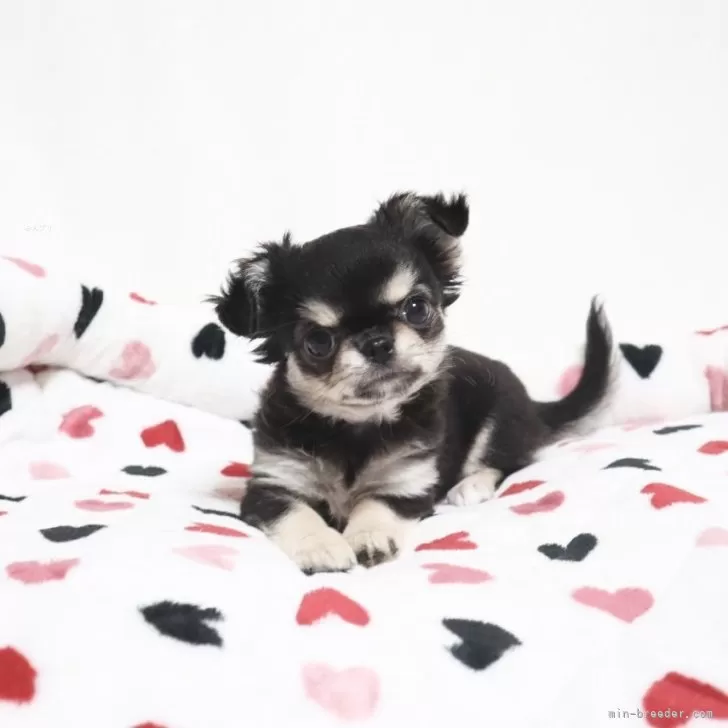 ID：2402-01915の子犬