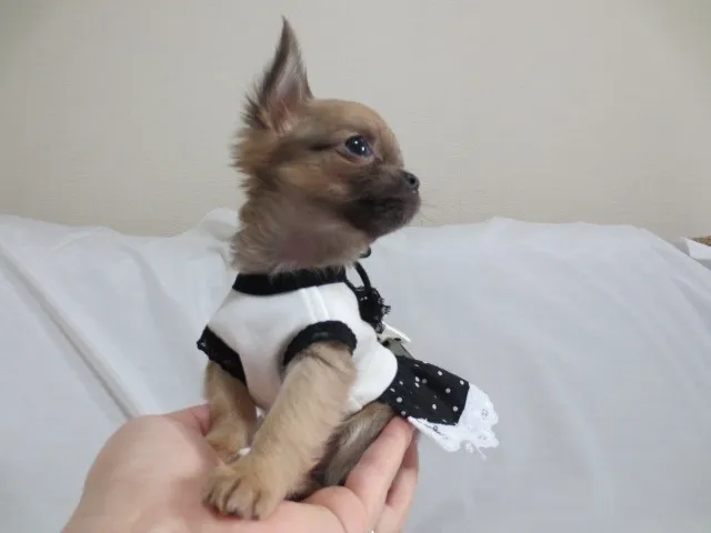 ID：1303-00305の子犬