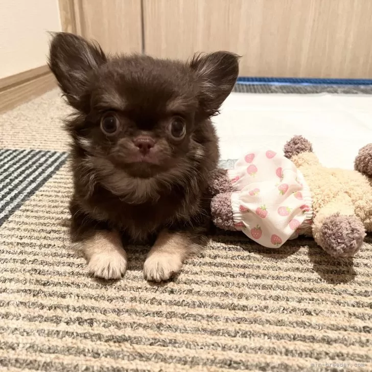 ID：2408-07252の子犬