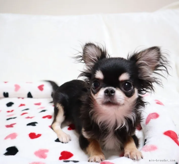 さぶちゃん 様のお迎えした子犬