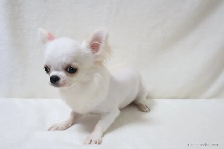 ID：2007-02601の子犬