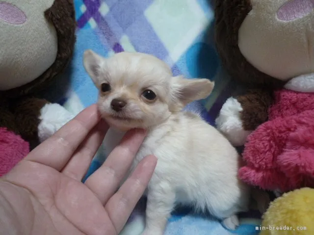Suzy's 様のお迎えした子犬