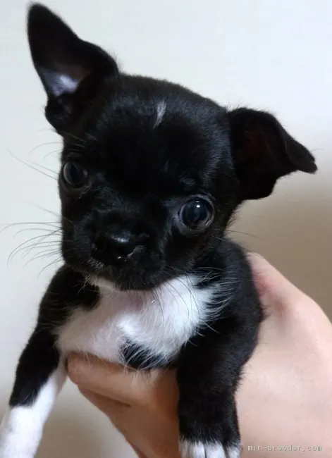 ID：1710-00893の子犬