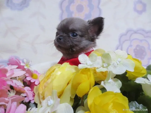 ID：1601-00912の子犬