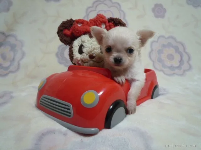 しらたま 様のお迎えした子犬