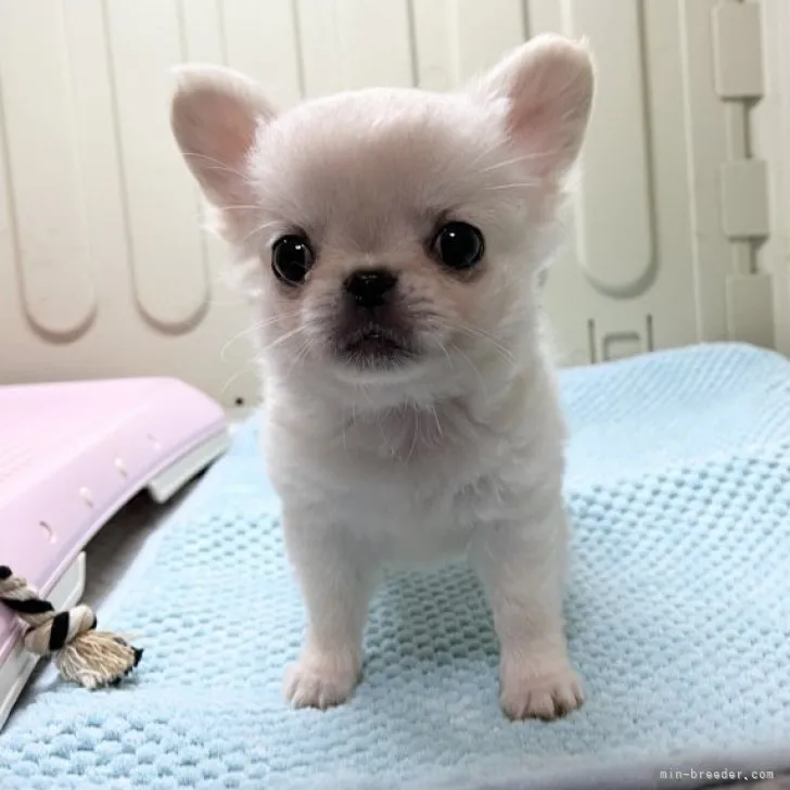 ID：2304-04178の子犬