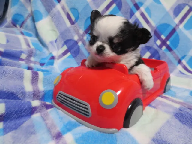 にこたんママ 様のお迎えした子犬
