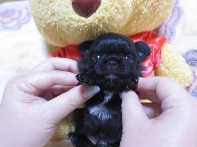 ID：1412-01159の子犬