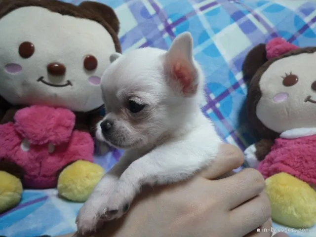 mayu 様のお迎えした子犬