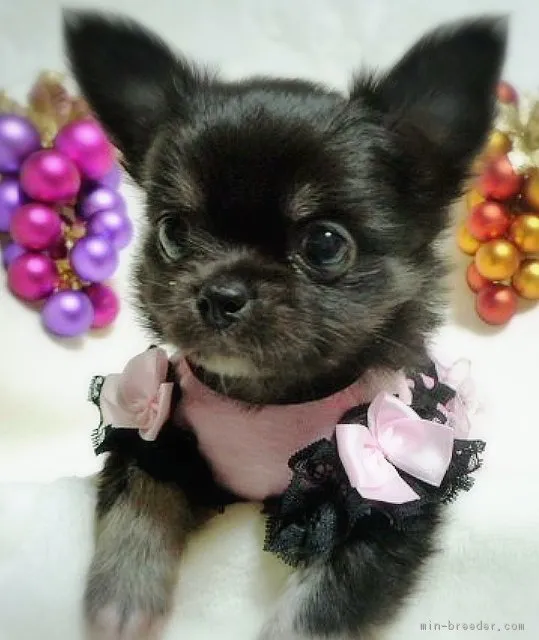 KAO 様のお迎えした子犬