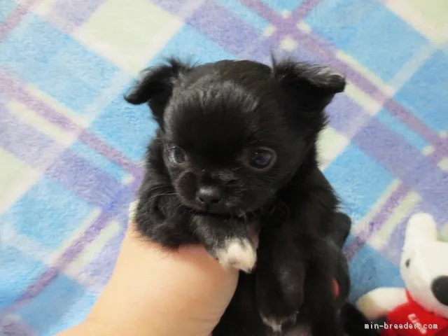 ID：1701-01200の子犬