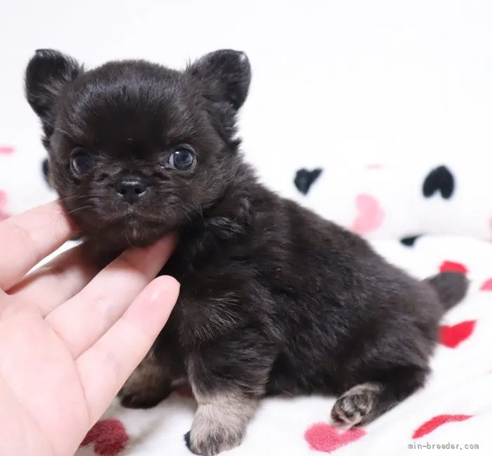 ID：2203-02451の子犬