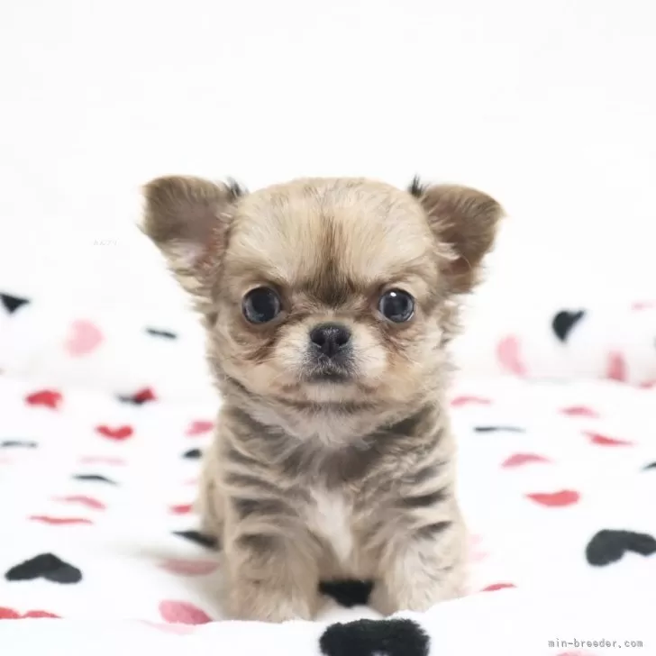 ID：2402-01916の子犬