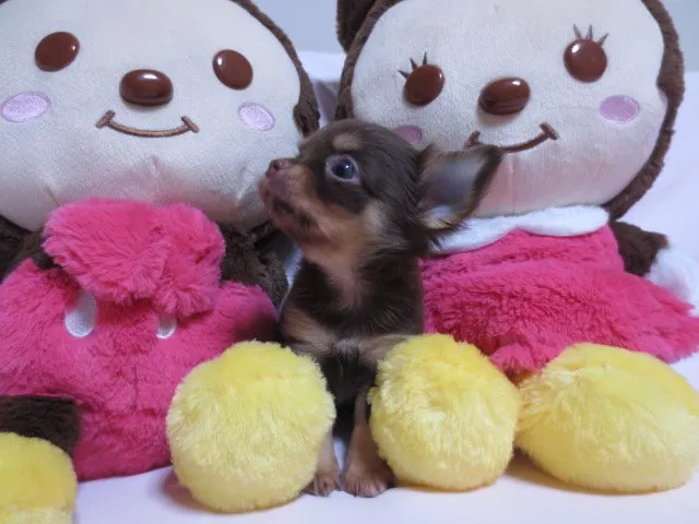 くるみ 様のお迎えした子犬