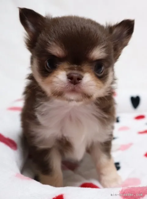 ID：1901-02302の子犬