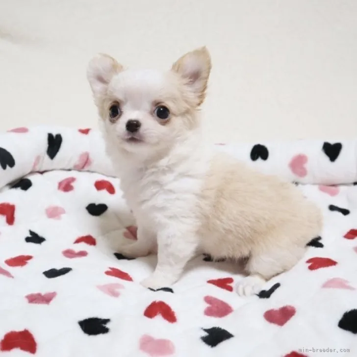 ID：2301-02649の子犬