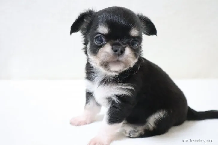 ID：2007-01544の子犬