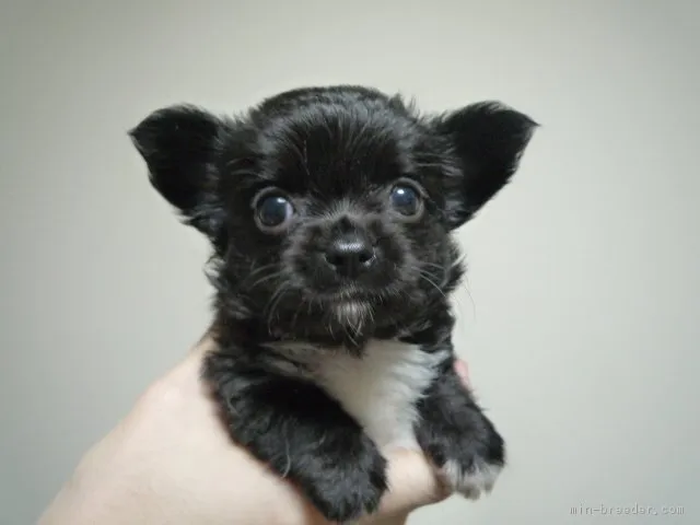 ID：1807-02753の子犬