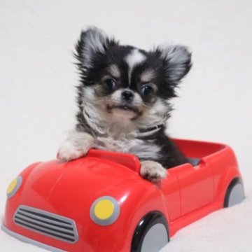 チワワ(ロング)【埼玉県・男の子・2023年6月28日・ブラックタン&ホワイト】の写真「独り立ちが出来ている可愛い男の子♡」
