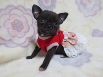 チワワ(スムース)【埼玉県・女の子・2016年2月9日・ブラックソリッド】の写真「お引き渡し可能です☆」