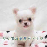 チワワ(ロング)