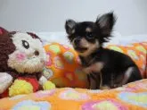 チワワ(ロング)【埼玉県・女の子・2014年3月13日・】の写真3「実際はもっと可愛いんです！！」