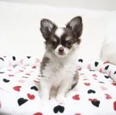 チワワ(ロング)【埼玉県・男の子・2023年9月8日・チョコタン&ホワイト】の写真3