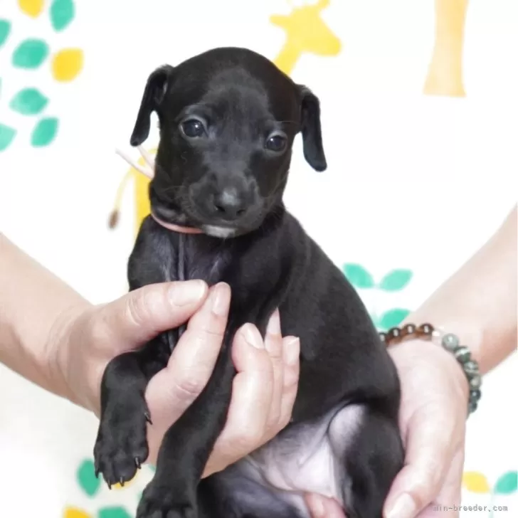 ID:2504-02592の子犬