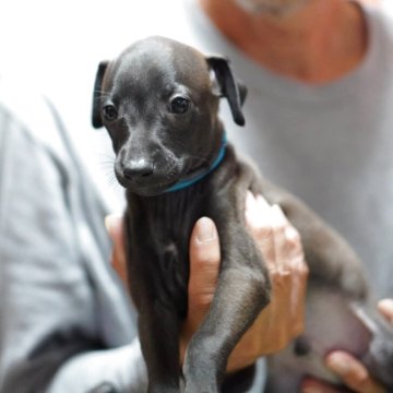 イタリアングレーハウンド【京都府・男の子・2025年9月20日・シールホワイトマーキング】の写真「☆良血統☆ロシア輸入犬直子産まれております☆」