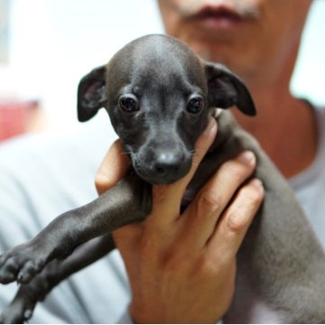 イタリアングレーハウンド【京都府・女の子・2025年9月20日・シールホワイトマーキング】の写真「★良血統★ロシア輸入犬直子産まれております★」