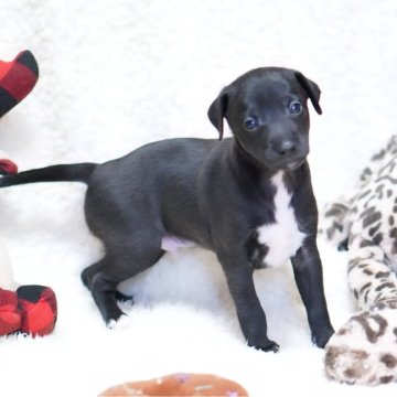 イタリアングレーハウンド【京都府・男の子・2025年10月25日・シールホワイトマーキング】の写真「☆両親ともにチャンピオン☆良血統☆生まれました☆」