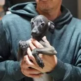 イタリアングレーハウンド