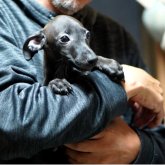 イタリアングレーハウンド