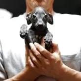 イタリアングレーハウンド